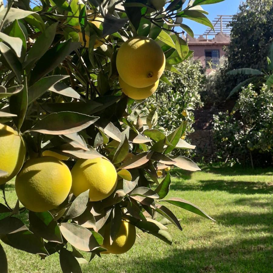 Ourika Timalizene Le Jardin Des Delices Otel Tamezindert Dış mekan fotoğraf